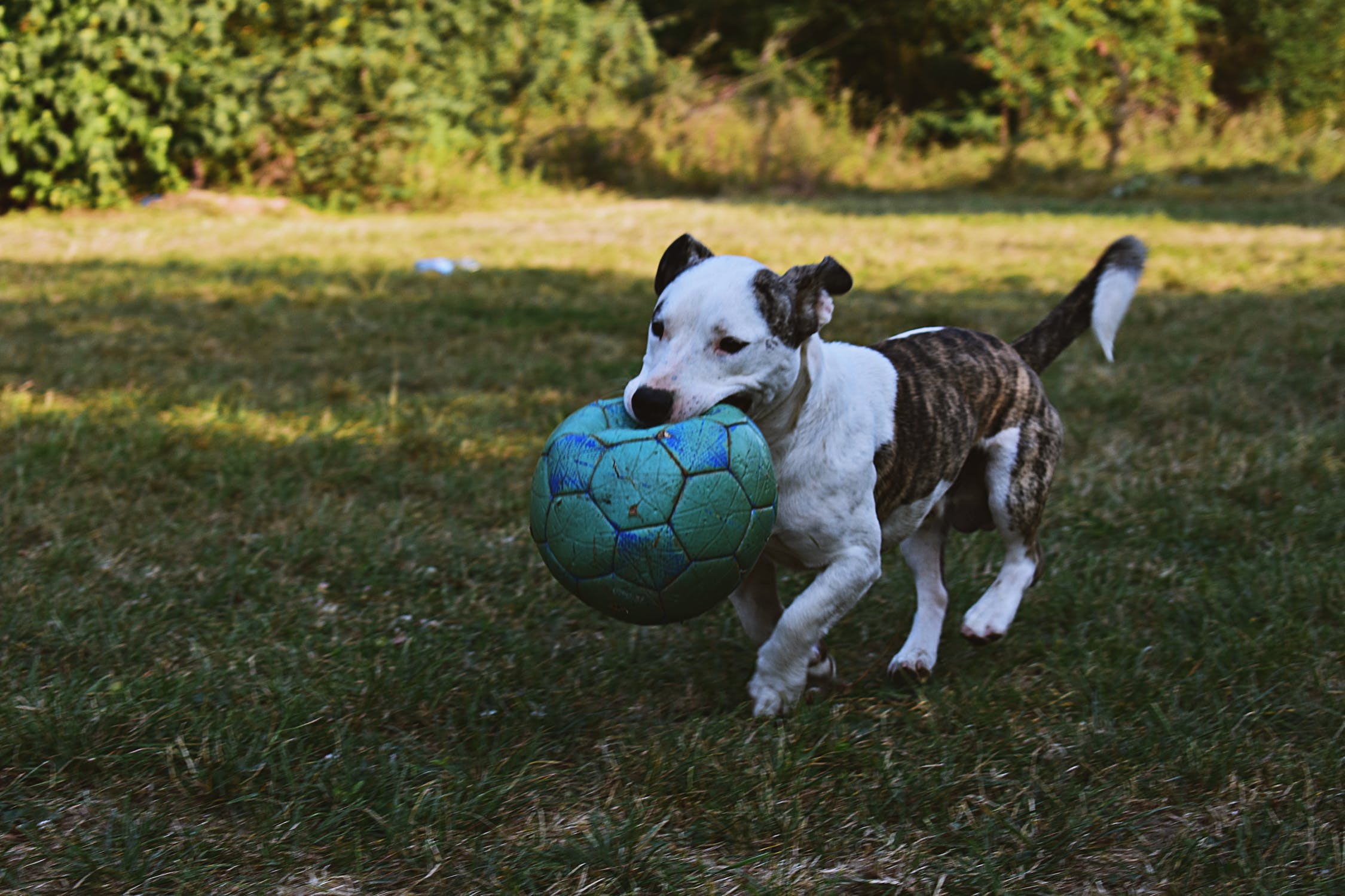Hund_med_fodbold
